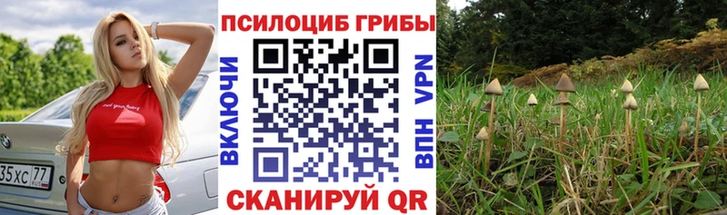 Псилоцибиновые грибы GOLDEN TEACHER  Купить где  Верещагино 